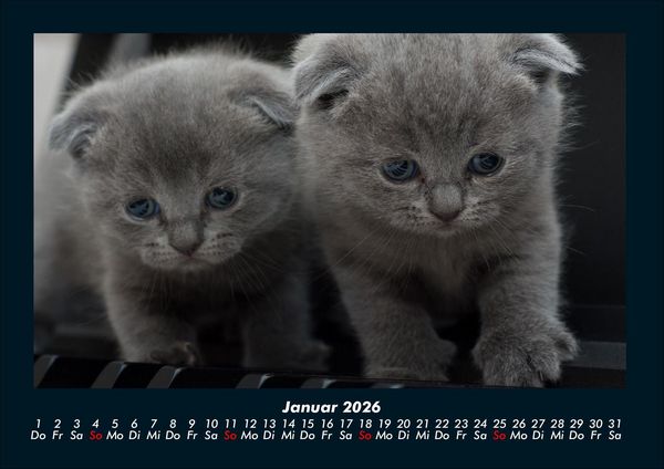 Produktbild: F&uuml;r Katzenfreunde 2026 Fotokalender DIN A4