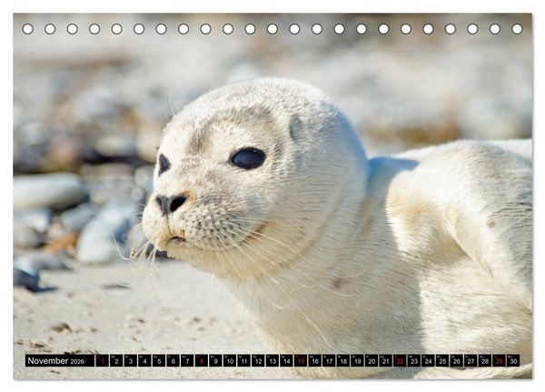Produktbild: Robben an der Nordsee (Tischkalender 2026 DIN A5 quer), CALVENDO Monatskalender