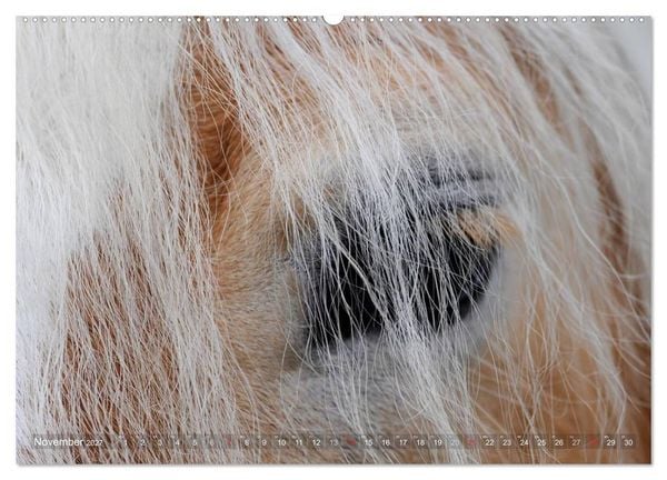 Produktbild: Haflinger Sch&ouml;nheiten (hochwertiger Premium Wandkalender 2027 DIN A2 quer), Kunstdruck in Hochglanz