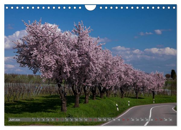 Produktbild: Weinland Pfalz - Region S&uuml;dliche Weinstra&szlig;e (Wandkalender 2026 DIN A4 quer), CALVENDO Monatskalender