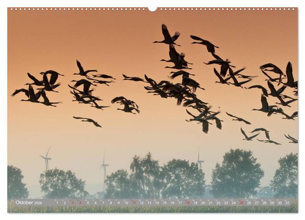 Produktbild: KranichRomantik (Wandkalender 2026 DIN A2 quer), CALVENDO Monatskalender