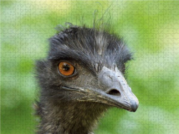 Produktbild: CALVENDO Puzzle Emu (Dromaius) 1000 Teile Lege-Gr&ouml;&szlig;e 64 x 48 cm Foto-Puzzle Bild von kattobello