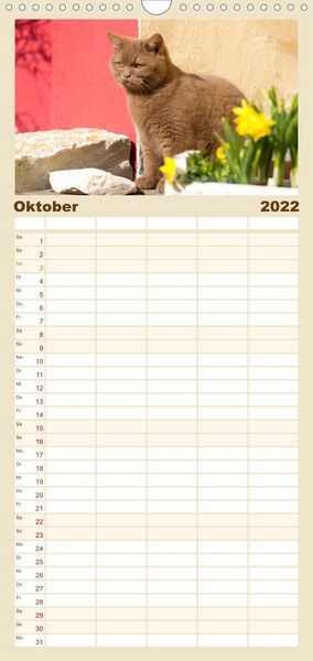 Produktbild: Familienplaner B&auml;rige Schmusetiger - Britisch Kurzhaar Katzen (Wandkalender 2022 , 21 cm x 45 cm, hoch)