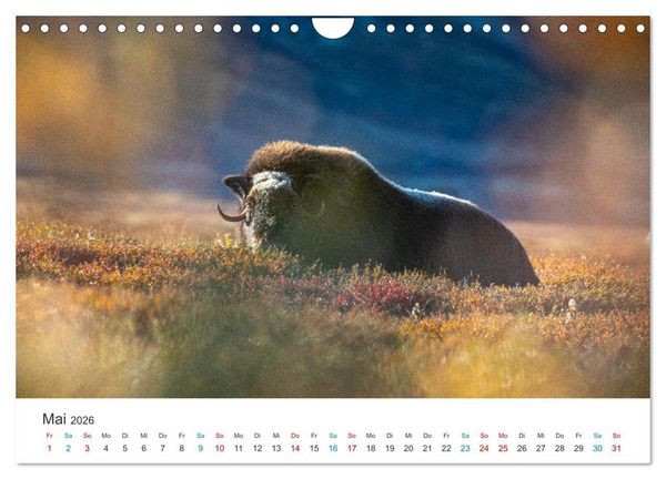 Produktbild: Die letzten Moschusochsen Europas (Wandkalender 2026 DIN A4 quer), CALVENDO Monatskalender