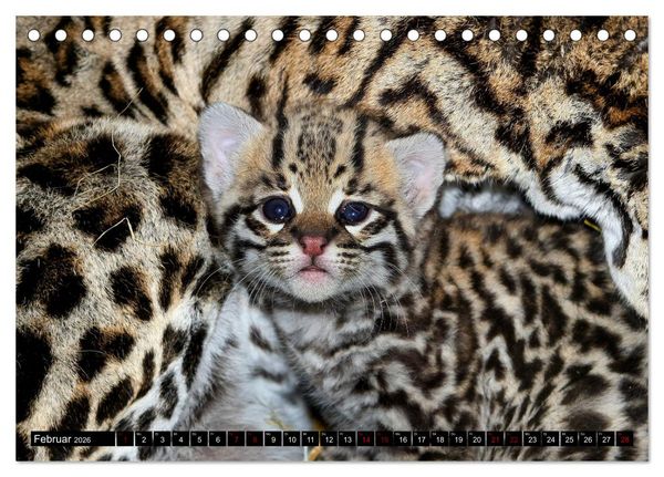 Produktbild: GROSSKATZEN GANZ KLEIN (Tischkalender 2026 DIN A5 quer), CALVENDO Monatskalender