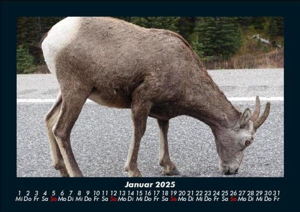 Produktbild: Tierkalender 2025 Fotokalender DIN A5