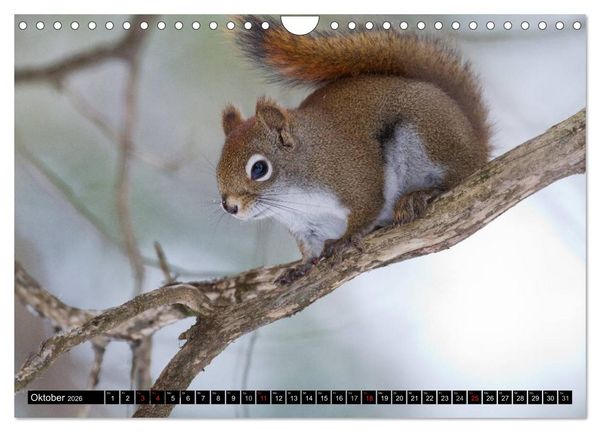 Produktbild: EICHH&Ouml;RNCHEN (Wandkalender 2026 DIN A4 quer), CALVENDO Monatskalender