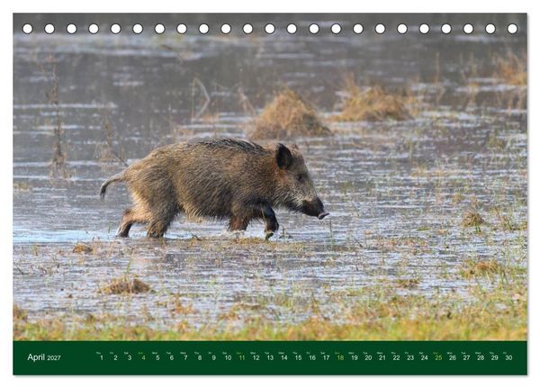 Produktbild: Wild Boars (Desk Calendar 2027 DIN A5 landscape), CALVENDO 12 Month DeskCalendar