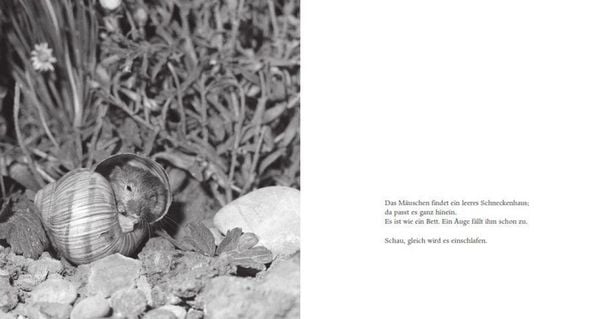 Produktbild: Das Apfelm&auml;uschen (Pappbilderbuch)