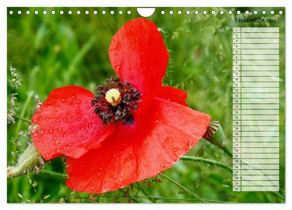 Produktbild: Klatschmohn im Feld (Wandkalender 2026 DIN A4 quer), CALVENDO Monatskalender