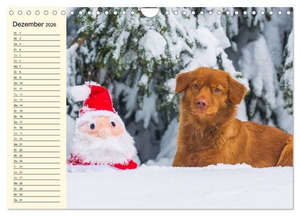 Produktbild: Toll, toll, Toller (Wandkalender 2026 DIN A4 quer), CALVENDO Monatskalender