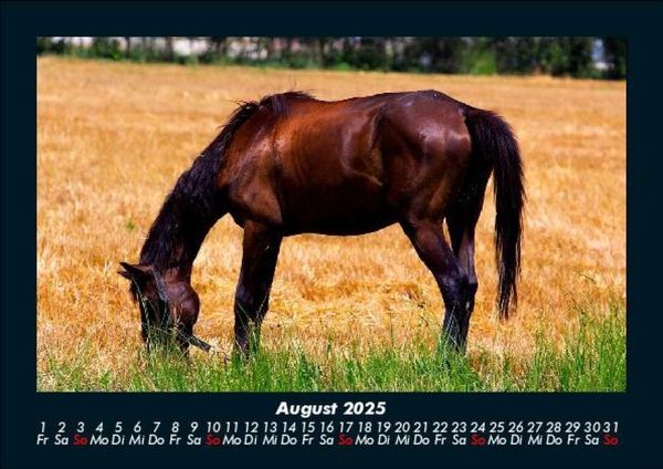 Produktbild: Pferdetraum 2025 Fotokalender DIN A5