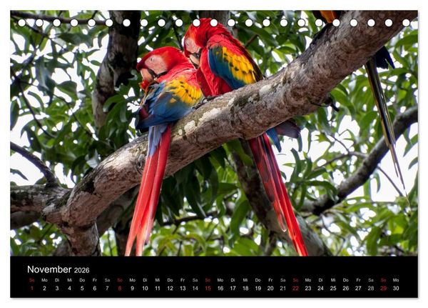 Produktbild: Costa Rica. Faszinierende Tierwelt (Tischkalender 2026 DIN A5 quer), CALVENDO Monatskalender