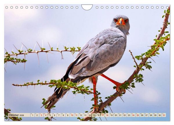 Produktbild: Afrikas Vogelwelt 2026 (Wandkalender 2026 DIN A4 quer), CALVENDO Monatskalender