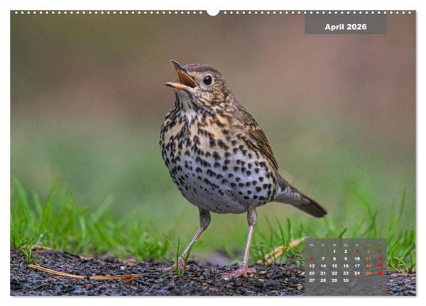 Produktbild: SINGV&Ouml;GEL - Die pr&auml;chtigen S&auml;nger in sch&ouml;nem Ambiente (hochwertiger Premium Wandkalender 2026 DIN A2 quer), Kunstdruck in Hochglanz