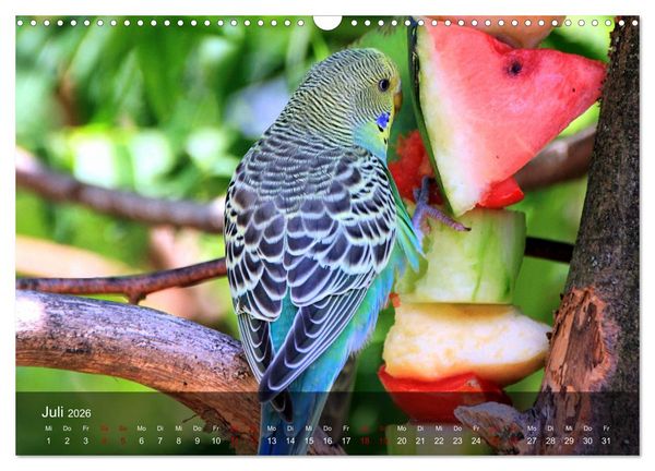 Produktbild: Wellensittiche - gesellige Freunde (Wandkalender 2026 DIN A3 quer), CALVENDO Monatskalender