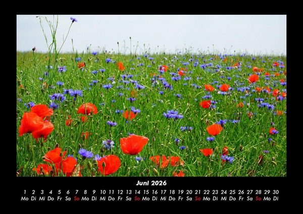 Produktbild: Blumenkalender 2026 Fotokalender DIN A3