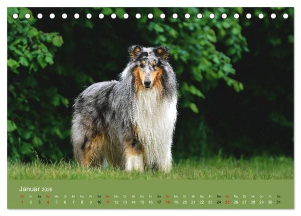 Produktbild: Collies - charmante Herzensbrecher (Tischkalender 2026 DIN A5 quer), CALVENDO Monatskalender