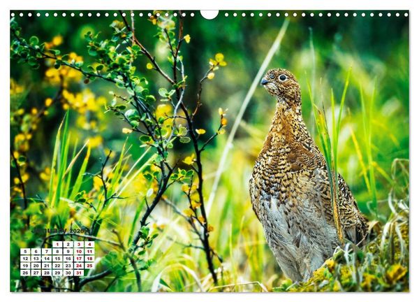 Produktbild: The French Alps, on the trail of the marmot (Wall Calendar 2026 DIN A3 landscape), CALVENDO 12 Month Wall Calendar