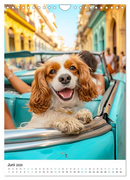 Produktbild: Cavalier King Charles Spaniel - Lustige Weltenreise im Selfie-Modus (Wandkalender 2026 DIN A4 hoch), CALVENDO Monatskalender