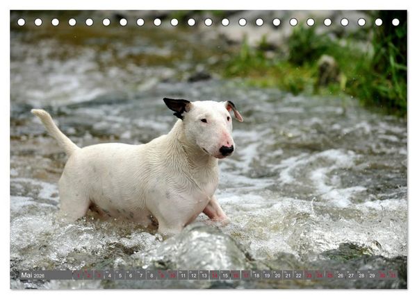 Produktbild: Bullterrier, Powerpakete auf 4 Pfoten (Tischkalender 2026 DIN A5 quer), CALVENDO Monatskalender