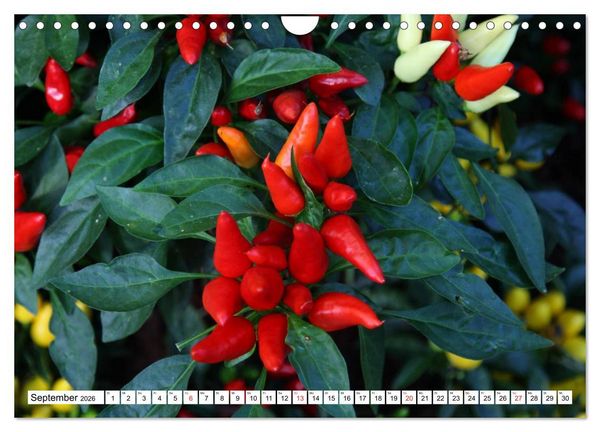 Produktbild: F&uuml;r Chili Liebhaber (Wandkalender 2026 DIN A4 quer), CALVENDO Monatskalender