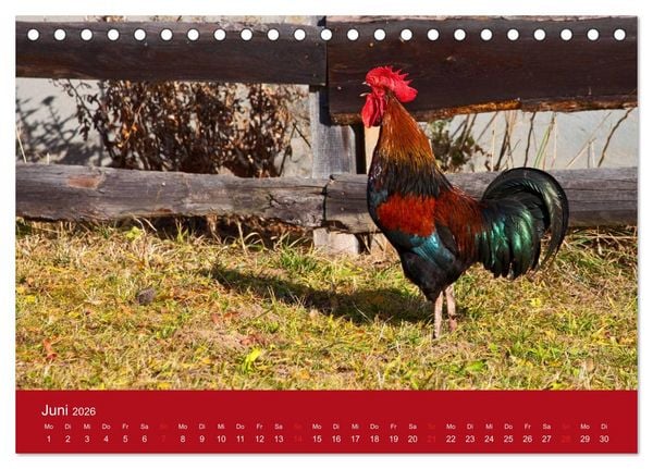 Produktbild: Wir sind die Stars am Bauernhof (Tischkalender 2026 DIN A5 quer), CALVENDO Monatskalender