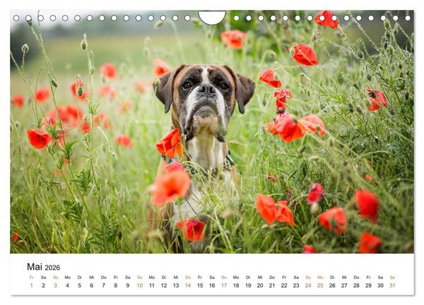 Produktbild: Deutscher Boxer (Wandkalender 2026 DIN A4 quer), CALVENDO Monatskalender