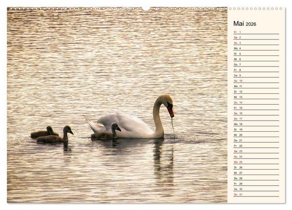 Produktbild: Schwanenzauber (hochwertiger Premium Wandkalender 2026 DIN A2 quer), Kunstdruck in Hochglanz