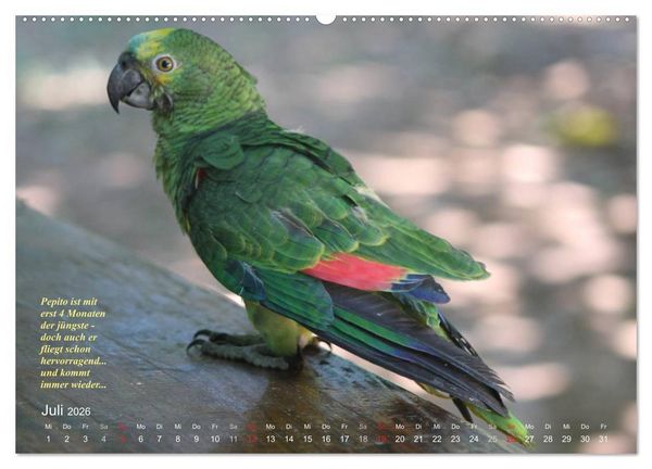 Produktbild: Blaustirnamazonen - Papageien in Paraguay (Wandkalender 2026 DIN A2 quer), CALVENDO Monatskalender