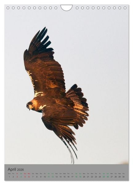 Produktbild: Wildlife of Spain (Wall Calendar 2026 DIN A4 portrait), CALVENDO 12 Month Wall Calendar