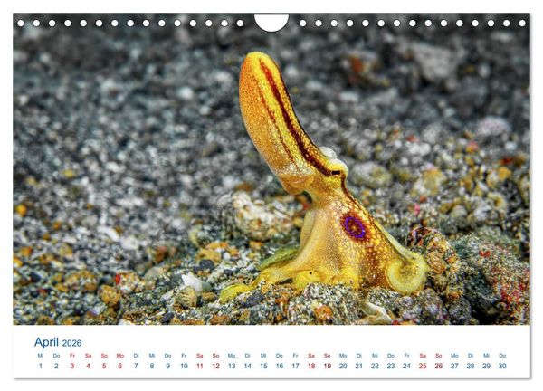 Produktbild: Die Farben im Meer (Wandkalender 2026 DIN A4 quer), CALVENDO Monatskalender