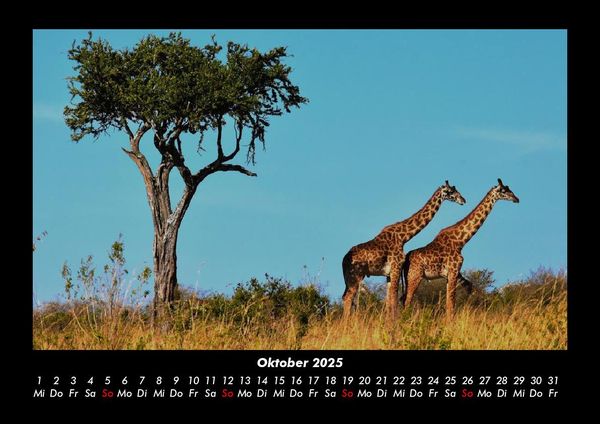 Produktbild: Giraffen 2025 Fotokalender DIN A3