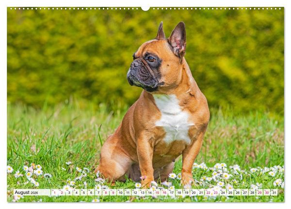 Produktbild: Kleine Helden - Franz&ouml;sische Bulldoggen (hochwertiger Premium Wandkalender 2026 DIN A2 quer), Kunstdruck in Hochglanz
