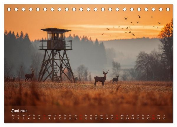 Produktbild: Jagd und Natur - Kalender f&uuml;r J&auml;ger mit Wildtieren Deutschlands im Jahreslauf (Tischkalender 2026 DIN A5 quer), CALVENDO Monatskalender