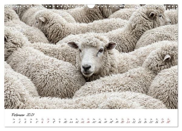 Produktbild: Better Together - Herdenmomente (Wandkalender 2027 DIN A3 quer), CALVENDO Monatskalender