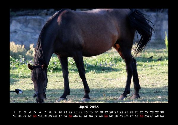 Produktbild: Die Welt der Pferde 2026 Fotokalender DIN A3