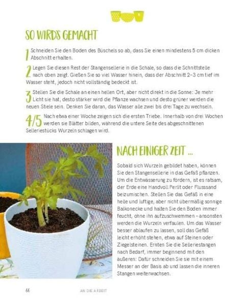 Regrowing – Neue Triebe aus Obst- und Gemüseresten