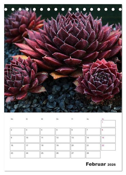 Produktbild: Ich liebe Sempervivum (Tischkalender 2026 DIN A5 hoch), CALVENDO Monatskalender