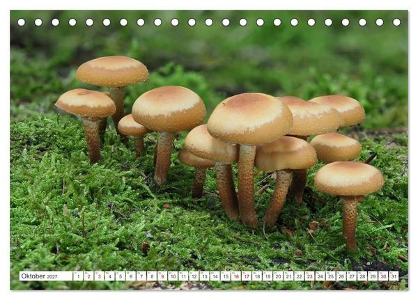 Produktbild: Pilze finden - das ganze Jahr! (Tischkalender 2027 DIN A5 quer), CALVENDO Monatskalender