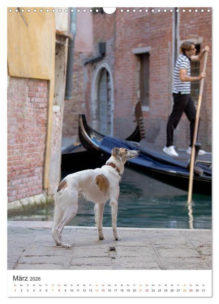 Produktbild: Silken Windsprites - Zwei Windhunde erobern die Lagunenstadt Venedig (Wandkalender 2026 DIN A3 hoch), CALVENDO Monatskalender