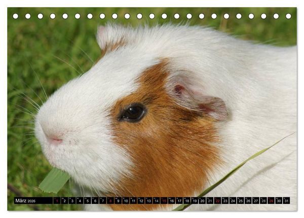 Produktbild: Kuschelige Meerschweinchen (Tischkalender 2026 DIN A5 quer), CALVENDO Monatskalender