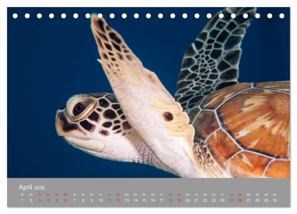 Produktbild: Meeresschildkr&ouml;ten der Karibik (Tischkalender 2026 DIN A5 quer), CALVENDO Monatskalender