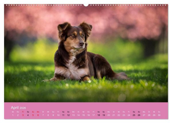 Produktbild: Australian Shepherd - Vielfalt in einer Rasse (Wandkalender 2026 DIN A2 quer), CALVENDO Monatskalender