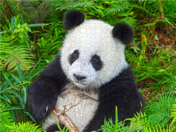 Produktbild: CALVENDO Puzzle Ein Motiv aus dem Kalender Der Gro&szlig;e Panda Ein kuscheliger Geselle | 1000 Teile Lege-Gr&ouml;&szlig;e 64x48cm Foto-Puzzle f&uuml;r gl&uuml;ckliche Stunden