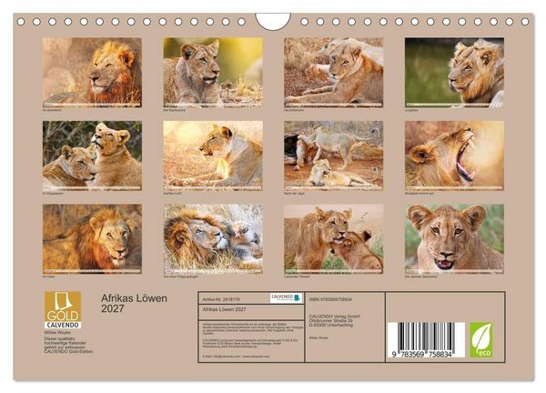 Produktbild: Afrikas L&ouml;wen 2027 (Wandkalender 2027 DIN A4 quer), CALVENDO Monatskalender