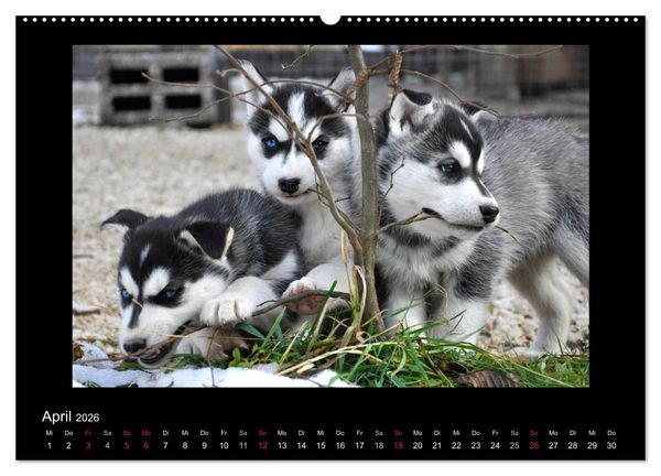 Produktbild: Husky-Kalender (Wandkalender 2026 DIN A2 quer), CALVENDO Monatskalender