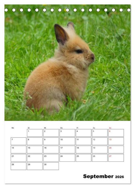 Produktbild: Kaninchen Terminplaner (Tischkalender 2026 DIN A5 hoch), CALVENDO Monatskalender
