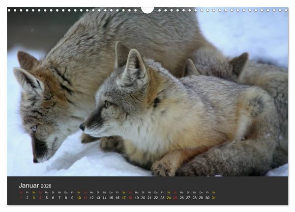 Produktbild: Tierpark-Gera (Wandkalender 2026 DIN A3 quer), CALVENDO Monatskalender
