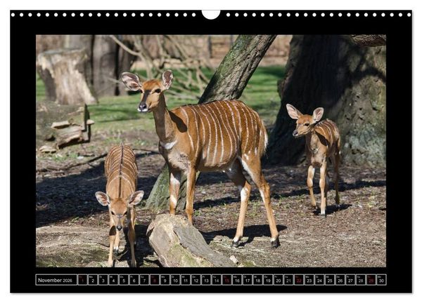 Produktbild: Dresdner Zootiere 2026 (Wandkalender 2026 DIN A3 quer), CALVENDO Monatskalender
